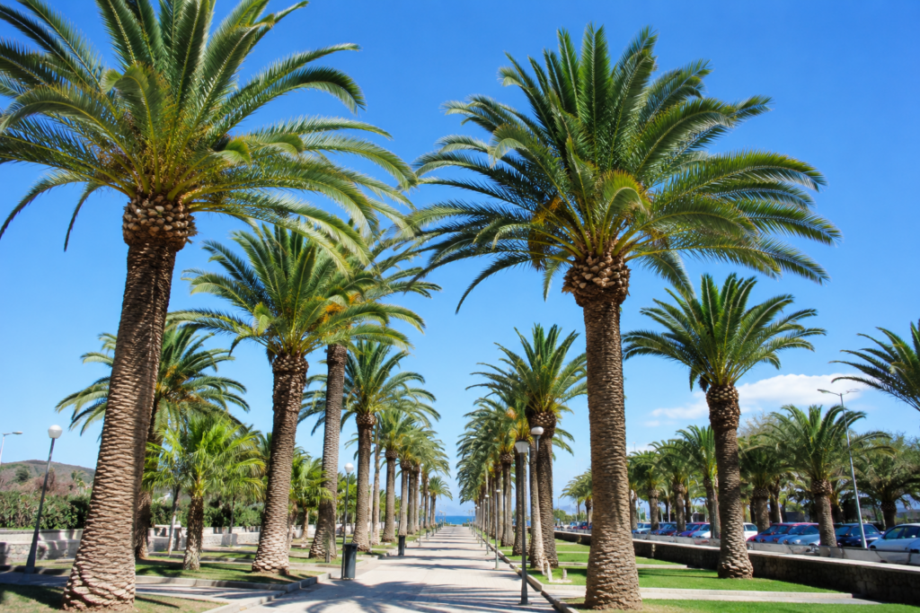 Imagen del blog "Cuando podar tu palmera" en la que se ven unas palmeras altas alineadas en un paseo ajardinado junto al mar bajo un cielo azul despejado