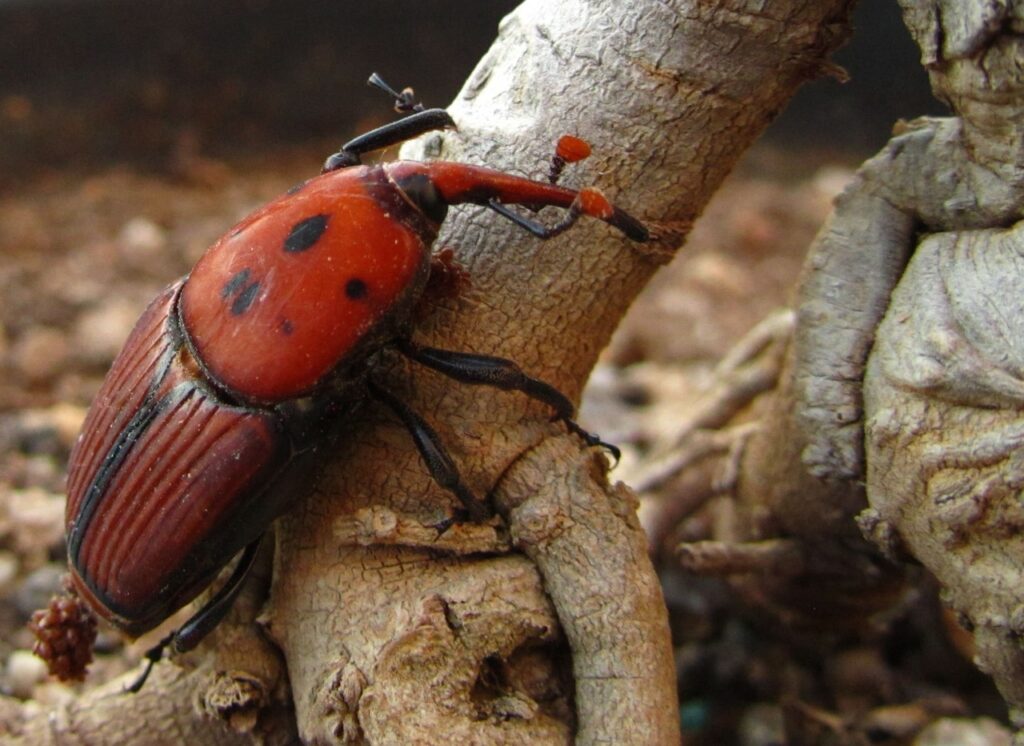 Picudo rojo (Rhynchophorus ferrugineus) en palmera - se puede salvar una palmera con picudo rojo